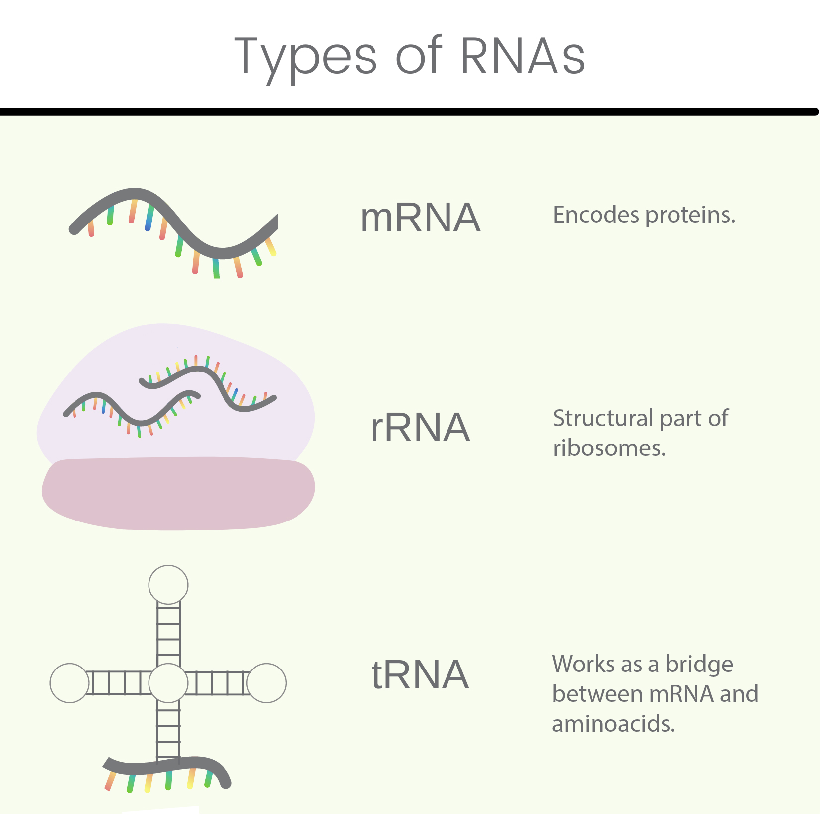 Plant RNA Extraction Overview Methods, Tips, Steps and More GoldBio